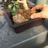 March 8, 2025 Workshop "Making Root Over Rock Bonsai with Arboracola"