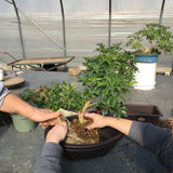 March 8, 2025 Workshop "Making Root Over Rock Bonsai with Arboracola"