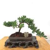 Japanese Juniper (j. procumbens-nana) Bonsai