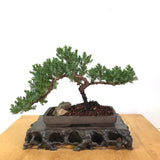 Japanese Juniper (j. procumbens-nana) Bonsai