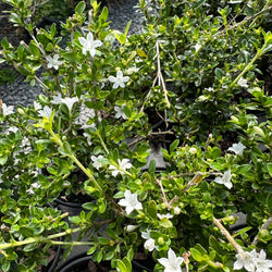 Serissa Foetida 4 In Pot