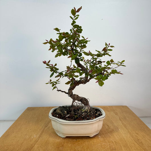 sageretia theezans bonsai tree Chinese Sweet Plum (sageretia theezans) Bonsai – Allshapes Bonsai