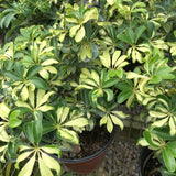 Variegated Arboracola Dwarf 6 In Pot