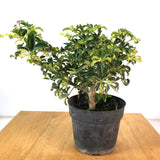 Variegated Arboracola Dwarf 6 In Pot