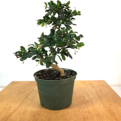 Fukien Tea 6 In Pot