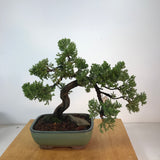 Japanese Juniper Bonsai (j.procumbens-nana)