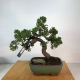 Japanese Juniper Bonsai (j.procumbens-nana)
