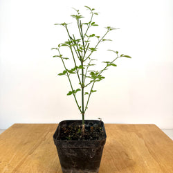 Winter Jasmine 4 In pot