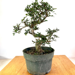 Chinese Elm 8 In Pot