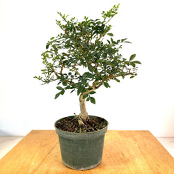 Afghan Ash 6 in Pot