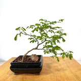 March 14th 2026 Brazilian Rain Tree Workshop