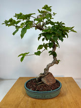 Bougainvillea Bonsai
