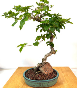 Bougainvillea Bonsai
