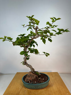 Bougainvillea Bonsai