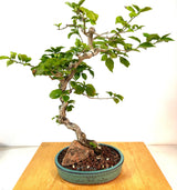 Bougainvillea Bonsai