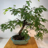 Tamarind Bonsai