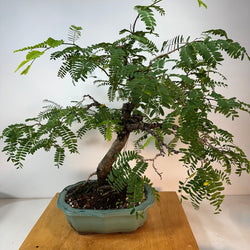 Tamarind Bonsai