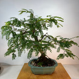 Tamarind Bonsai