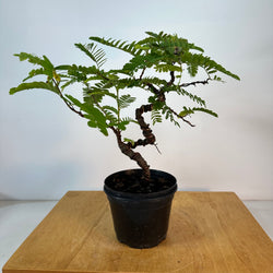 Tamarind in 5