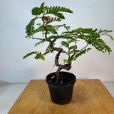 Tamarind in 5" Nursery Pot