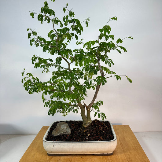 Brazilian Rain Tree Bonsai Twin Trunk – Allshapes Bonsai
