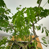 Brazilian Rain Tree Bonsai Twin Trunk