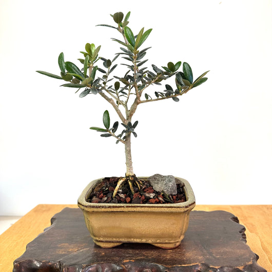 European Olive Bonsai