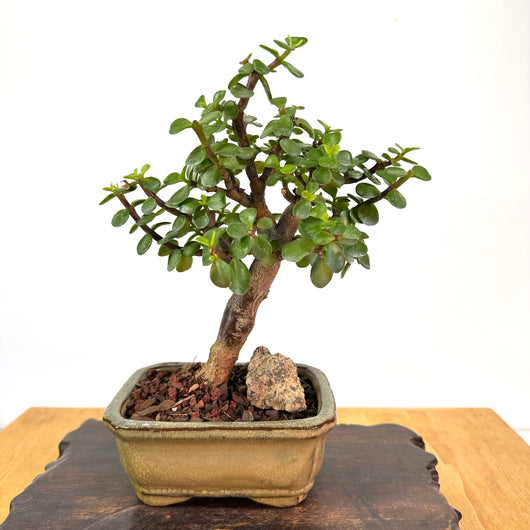 Mini Jade Bonsai (portulacaria afra)