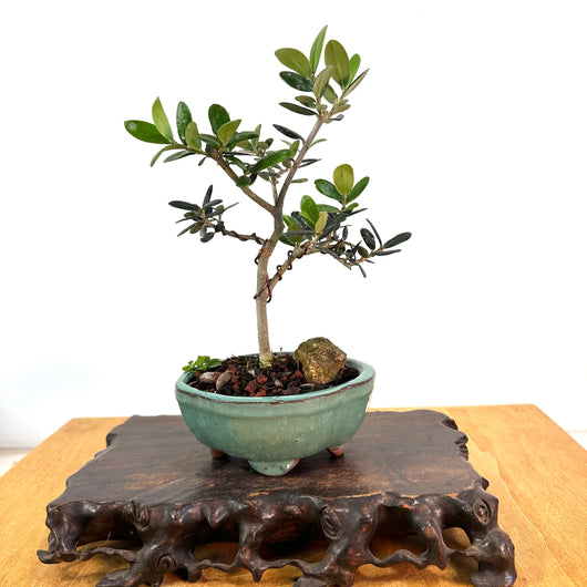 European Olive Bonsai