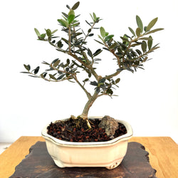 European Olive Bonsai