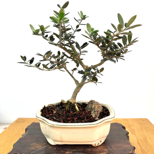 European Olive Bonsai