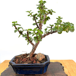 Mini Jade Bonsai (portulacaria afra)