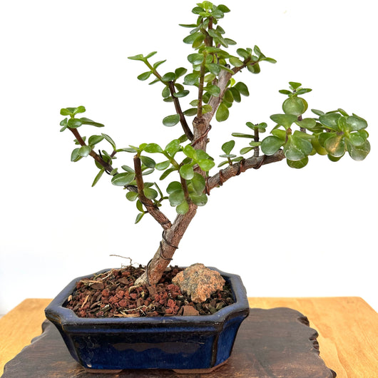 Mini Jade Bonsai (portulacaria afra)