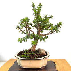 Mini Jade Bonsai (portulacaria afra)