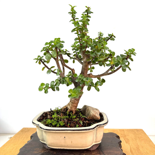 Mini Jade Bonsai (portulacaria afra)