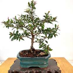 Brush Cherry (eugenia myrtafolia)