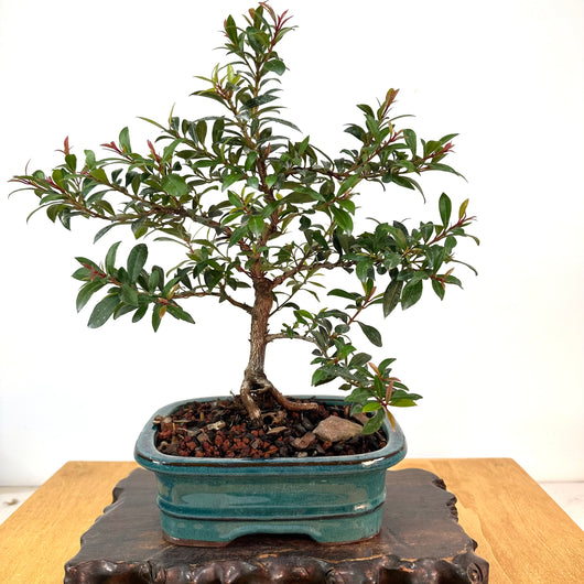 Brush Cherry (eugenia myrtafolia)