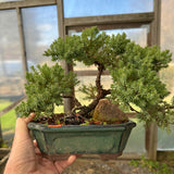 April 25th, 2026 Japanese Juniper Workshop