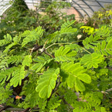 March 14th 2026 Brazilian Rain Tree Workshop