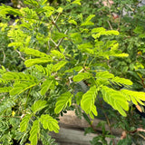 March 14th 2026 Brazilian Rain Tree Workshop