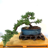 Japanese Juniper Bonsai