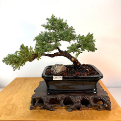 Japanese Juniper Bonsai