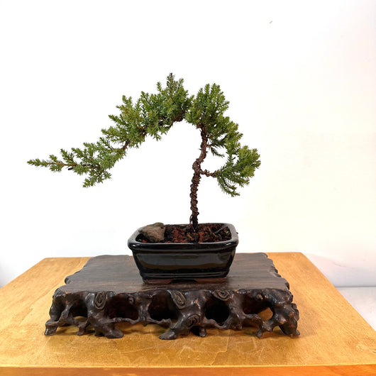 Japanese Juniper (j. procumbens) Bonsai