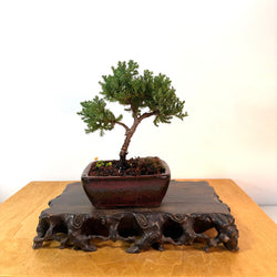 Japanese Juniper (j. procumbens) Bonsai