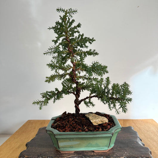 Japanese Juniper (j. procumbens-nana) Bonsai