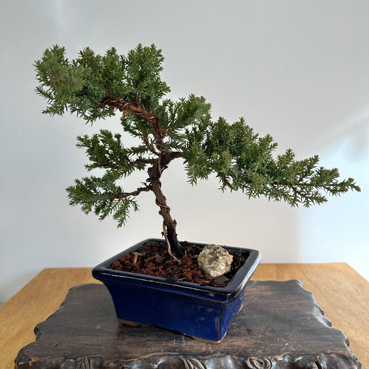 Japanese Juniper (j. procumbens-nana) Bonsai