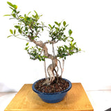 Tigerbark Ficus (ficus retusa) Bonsai
