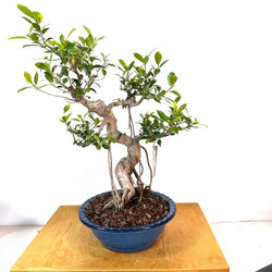 Tigerbark Ficus (ficus retusa) Bonsai