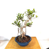Tigerbark Ficus (ficus retusa) Bonsai