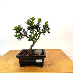 European Olive Bonsai